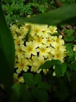 P1110541.webp