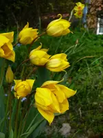 P1110546.webp