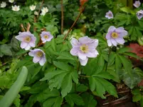P1110550.webp