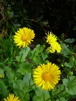 P1110564.webp
