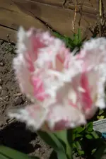 SAM_1046.webp