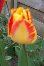 SAM_1049.webp