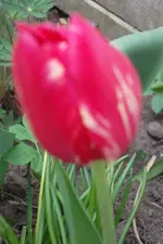 SAM_1050.webp