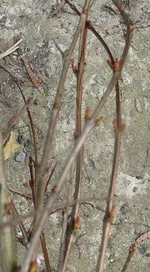k-Granatapfel.webp