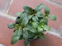 P1000216.webp