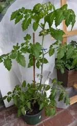 P1000203White Currant.webp