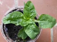 P1000214Sonnenblume.webp