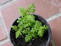 P1000215Tagetes.webp