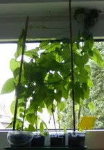 P1000217Winde und Wunderblumen.webp
