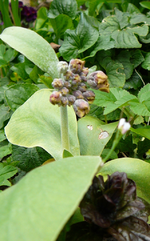 P1110573.webp