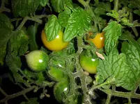 20160424_082344.webp