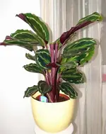 calathea-medaillon-korbmarante.webp