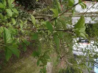 SAM_2692.webp