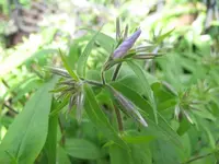 Nahaufnahme 24.04.2016.webp