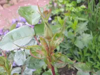 blue for you knospe 24.04.2016.jpg