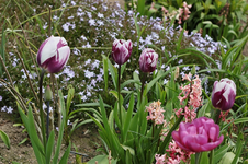 Tulpe_d_pink_lila_gestreift_rosa Hyazinthe_bleu Polsterphlox_800.webp