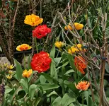 Tulpen_gefüllt_gelb_orange_800.webp