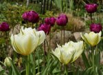 Tulpen_grün_weiss_lila im Hintergrund_900.JPG