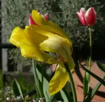 TulpeWind.webp