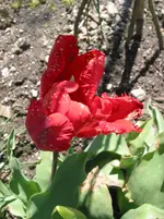 20.04.2016 mit ca 012.webp