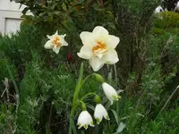k-Narzissen.webp