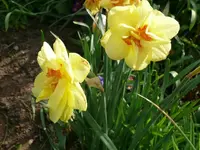 k-Narzissen2.webp