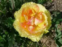 k-Tulpen 2.webp