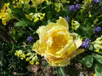 k-Tulpen 4.webp