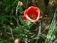 k-Tulpen 7.webp