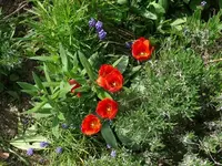 k-Tulpen3.webp