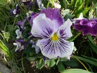 k-Veilchen.webp