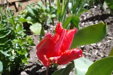 SAM_1068.webp