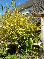 Ranuckelstrauch.webp