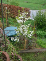 Kirsche 1.webp