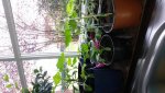 20160424_084611.jpg