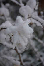 DSC_7307.webp