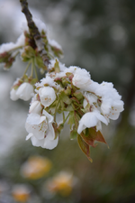 DSC_7315.webp