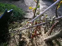 2016-04-24 Clematis2.webp
