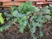 2016-04-19 Name vergessen.webp