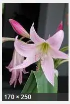 Keulenlilie.webp