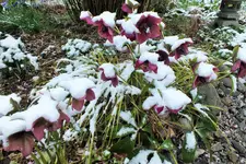 DSCF5724 (2).webp