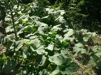 Kürbis-Wald1.webp Kürbis-Wald1.webp