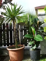 DSC03064.webp