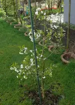 k-P1100261.webp