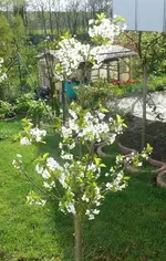 k-P1100262.webp