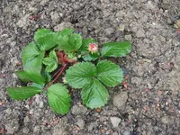 k-P1100257.webp