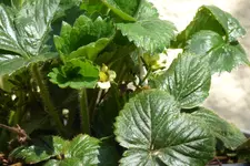 Erbeerbl April 16.webp