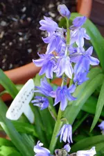 P1010339 hasengl.webp