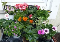 P1050192 gesamteink.webp