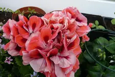 P1050194 Edelgeranie.webp